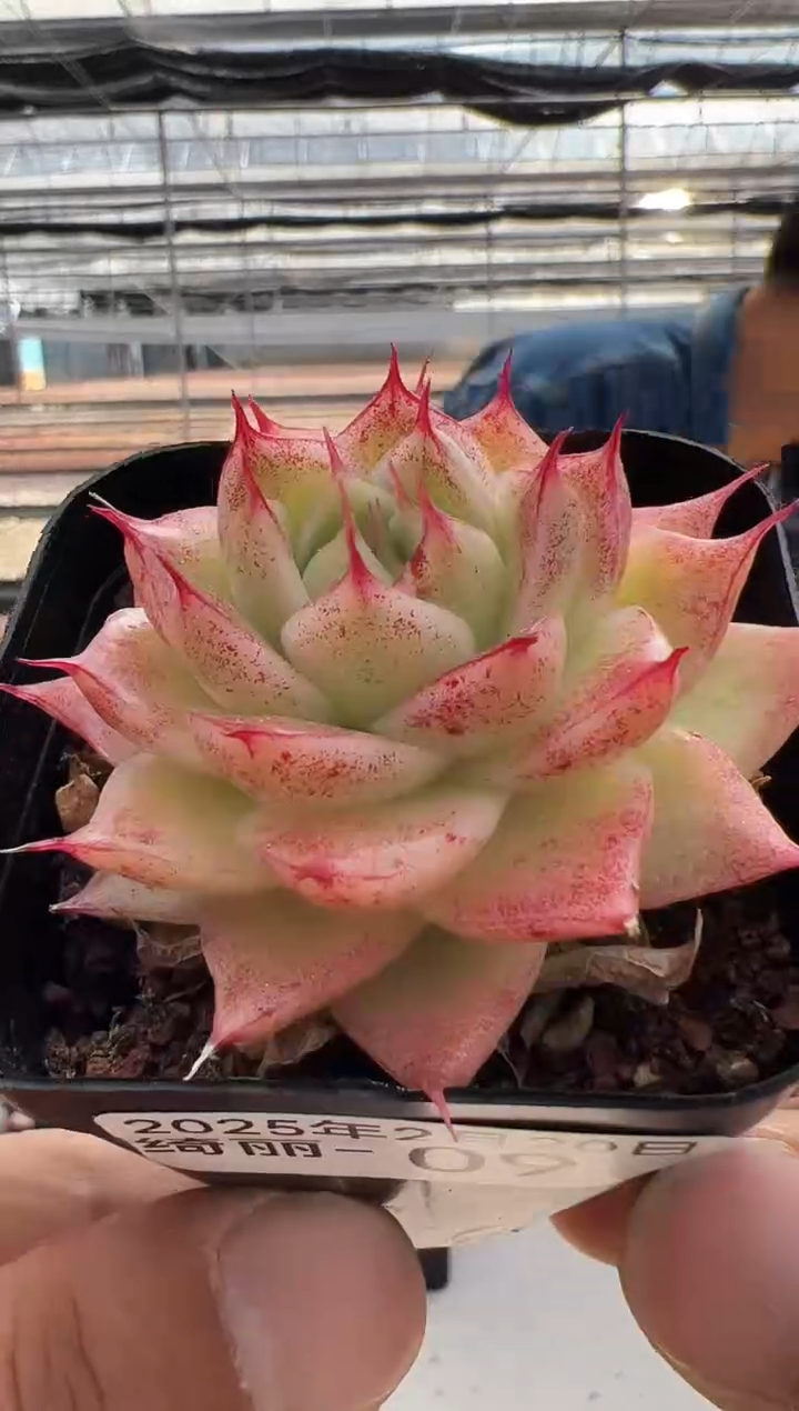 【闪购商品】绮丽-9