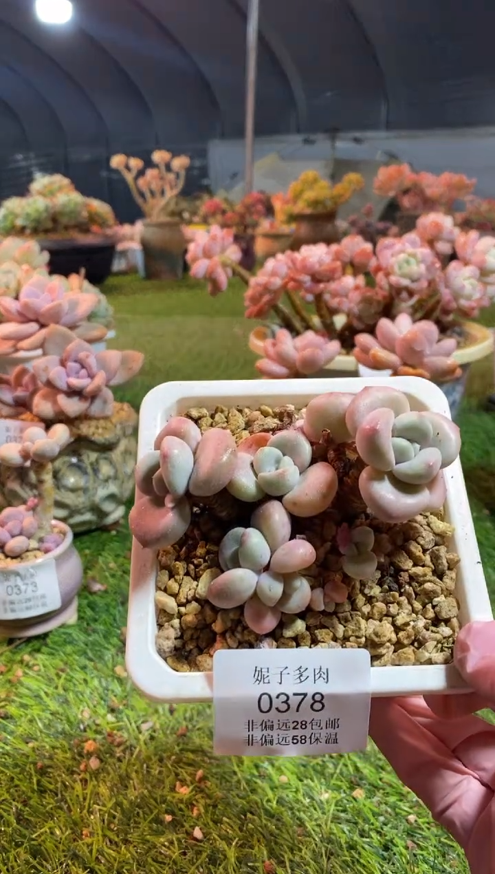 【闪购商品】0378a