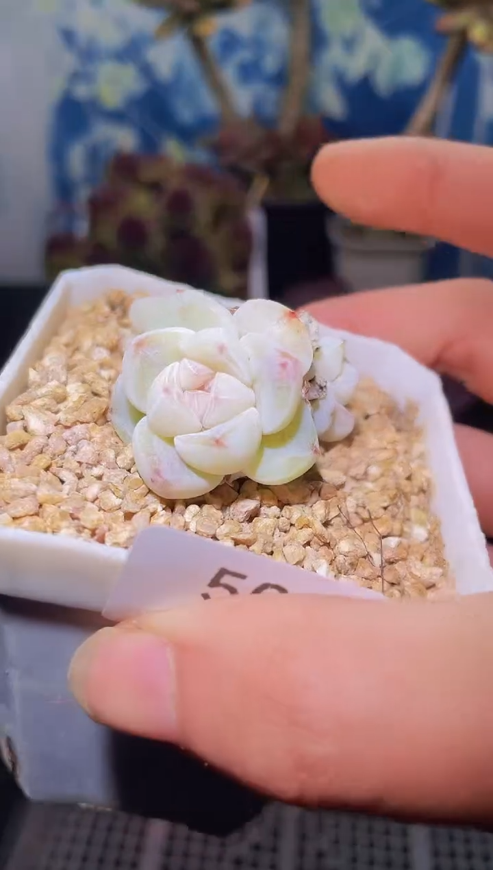 【闪购商品】509白琥珀冰群