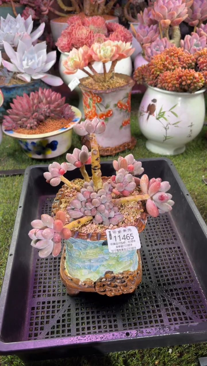 【闪购商品】11465