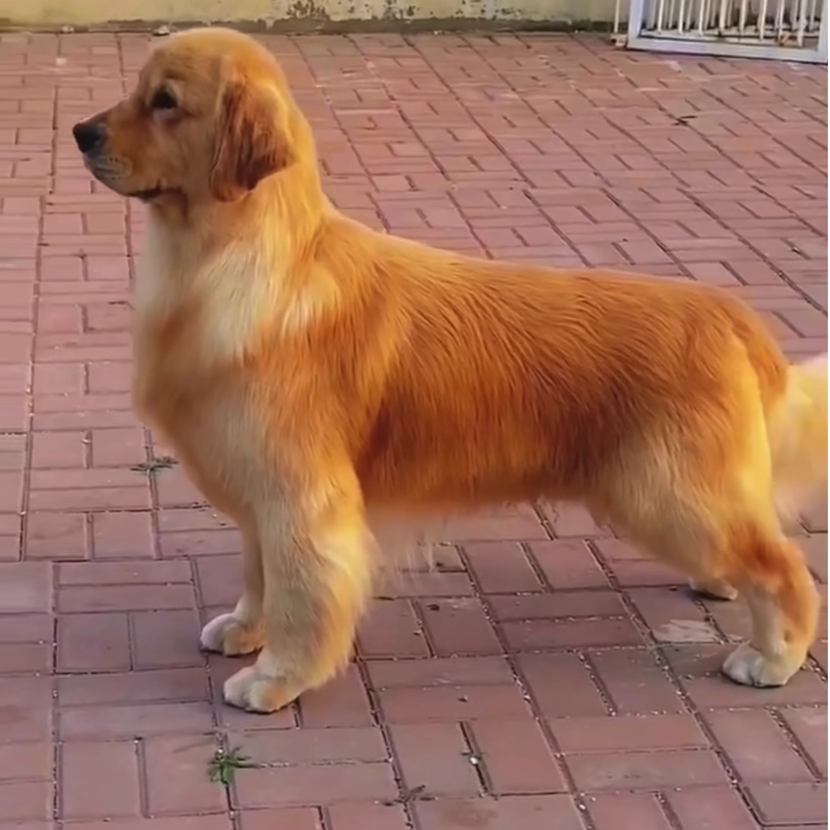 （巅峰贵族金毛俱乐部）T狗狗活体