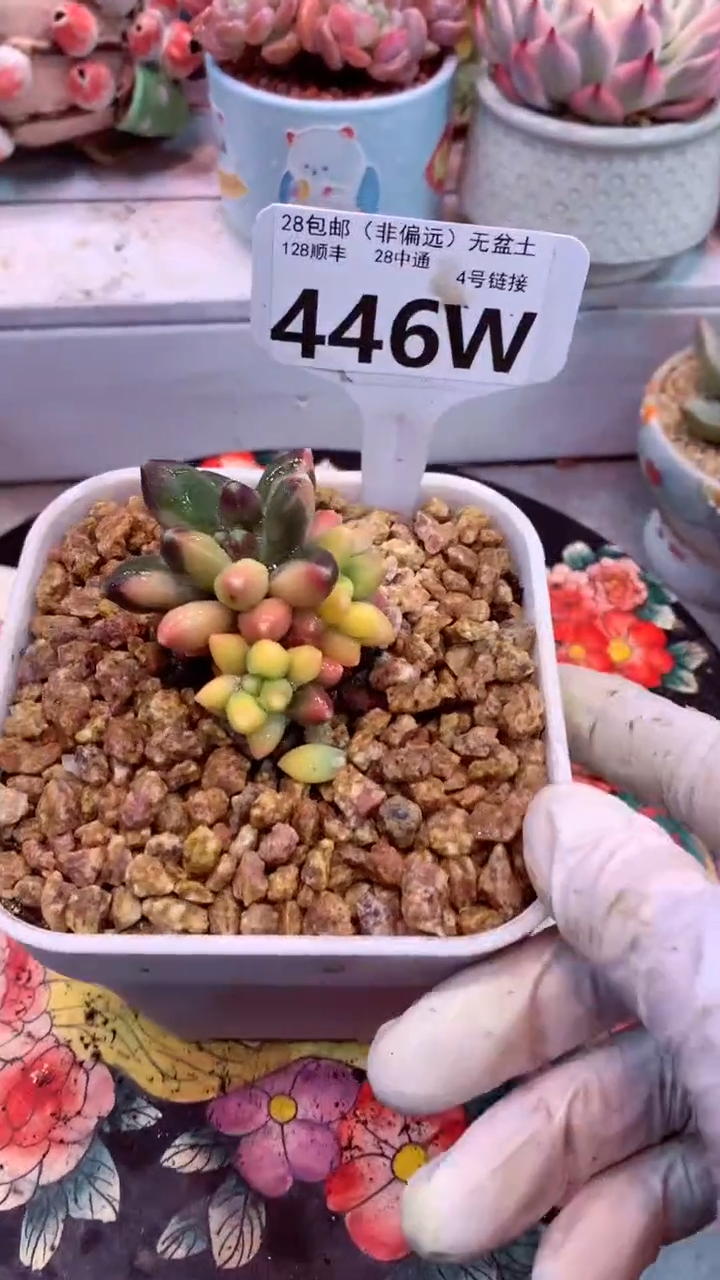 446W（一物一拍，精品多肉，w所见即所得 ）