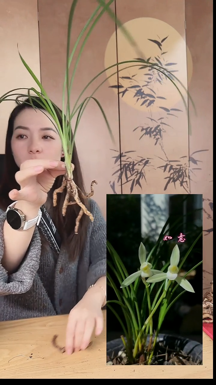 当前无花栽培后可以开花：如意