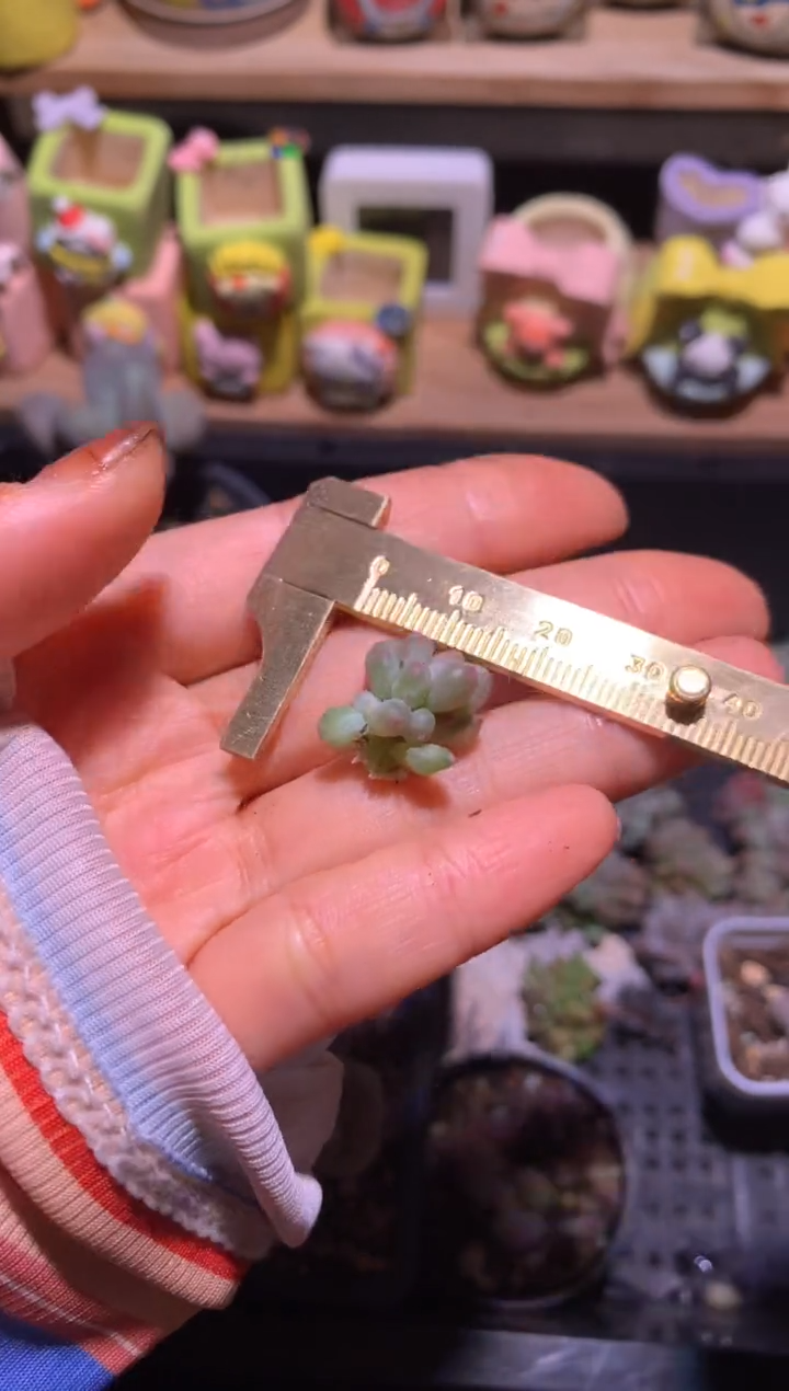 苹果奶，随单发，特价不售后，满28包邮，不满发一个叶子到付