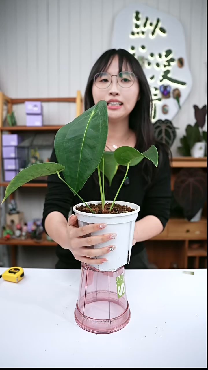 完全开放Y88 骨盾