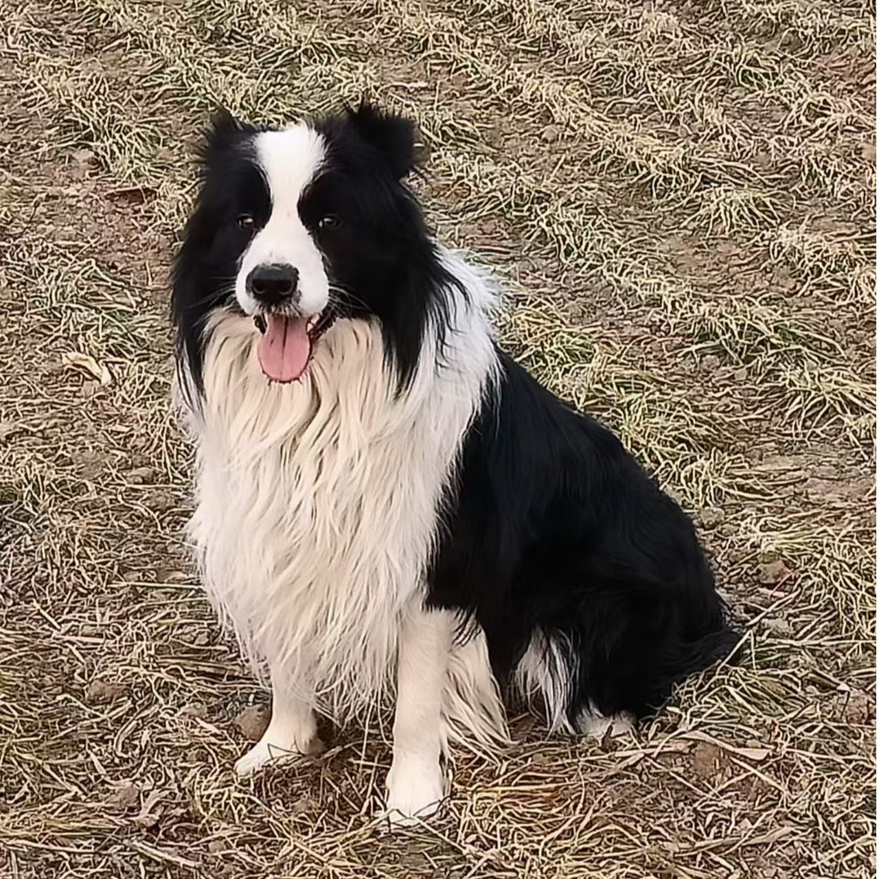 （徐氏犬业）狗狗活体