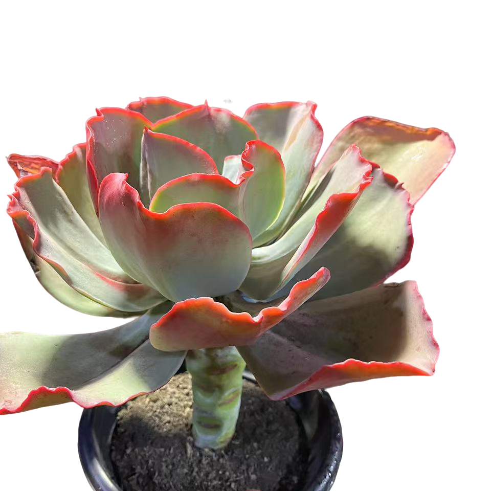 精品多肉植物  瑞蝶