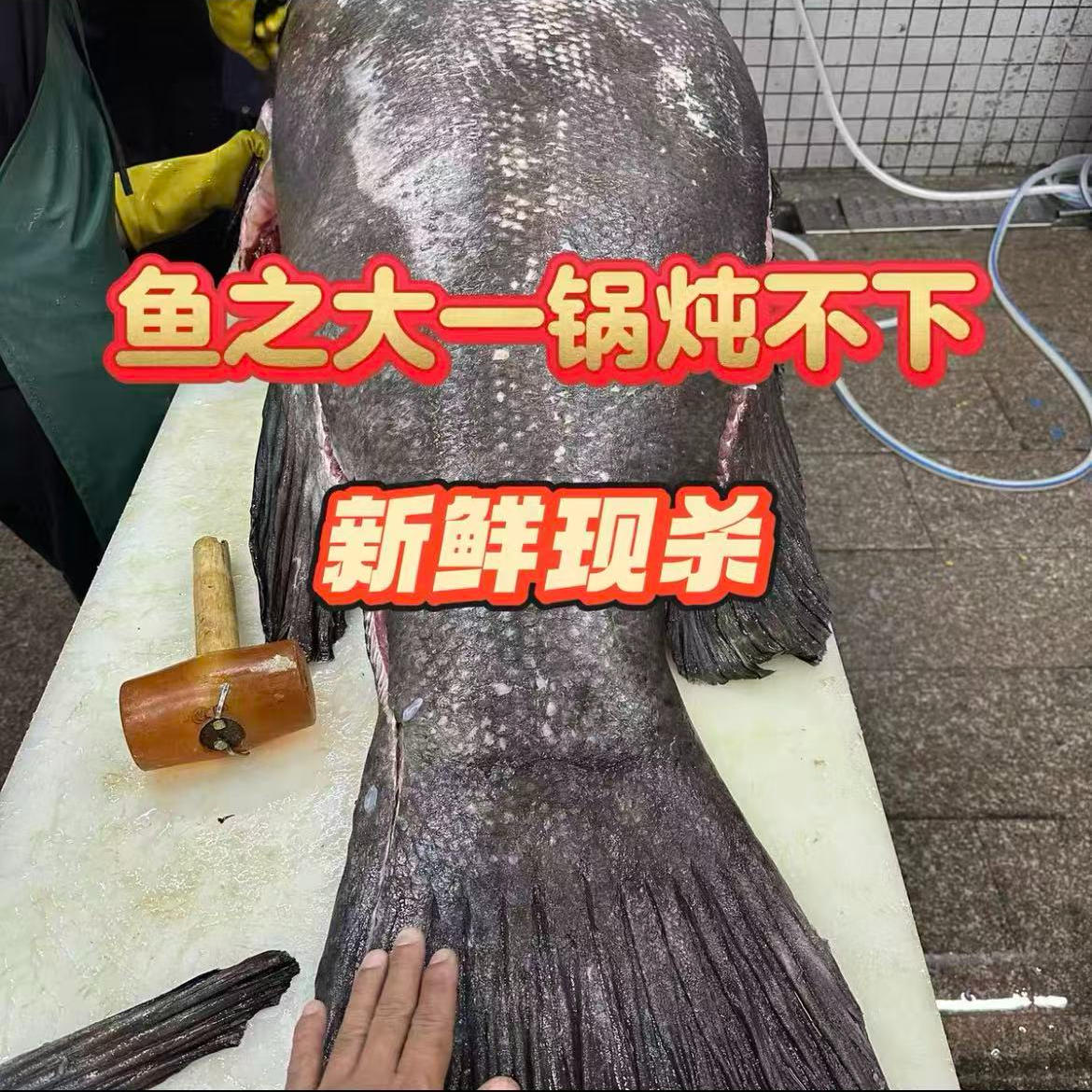 【直播现称】野生龙趸石斑鱼 深海海鲜【顺丰包邮】