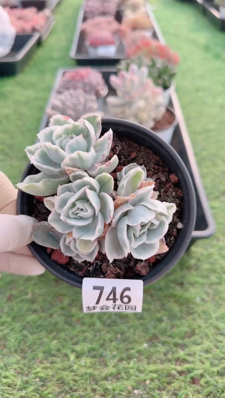 【闪购商品】梦会多肉一物一拍