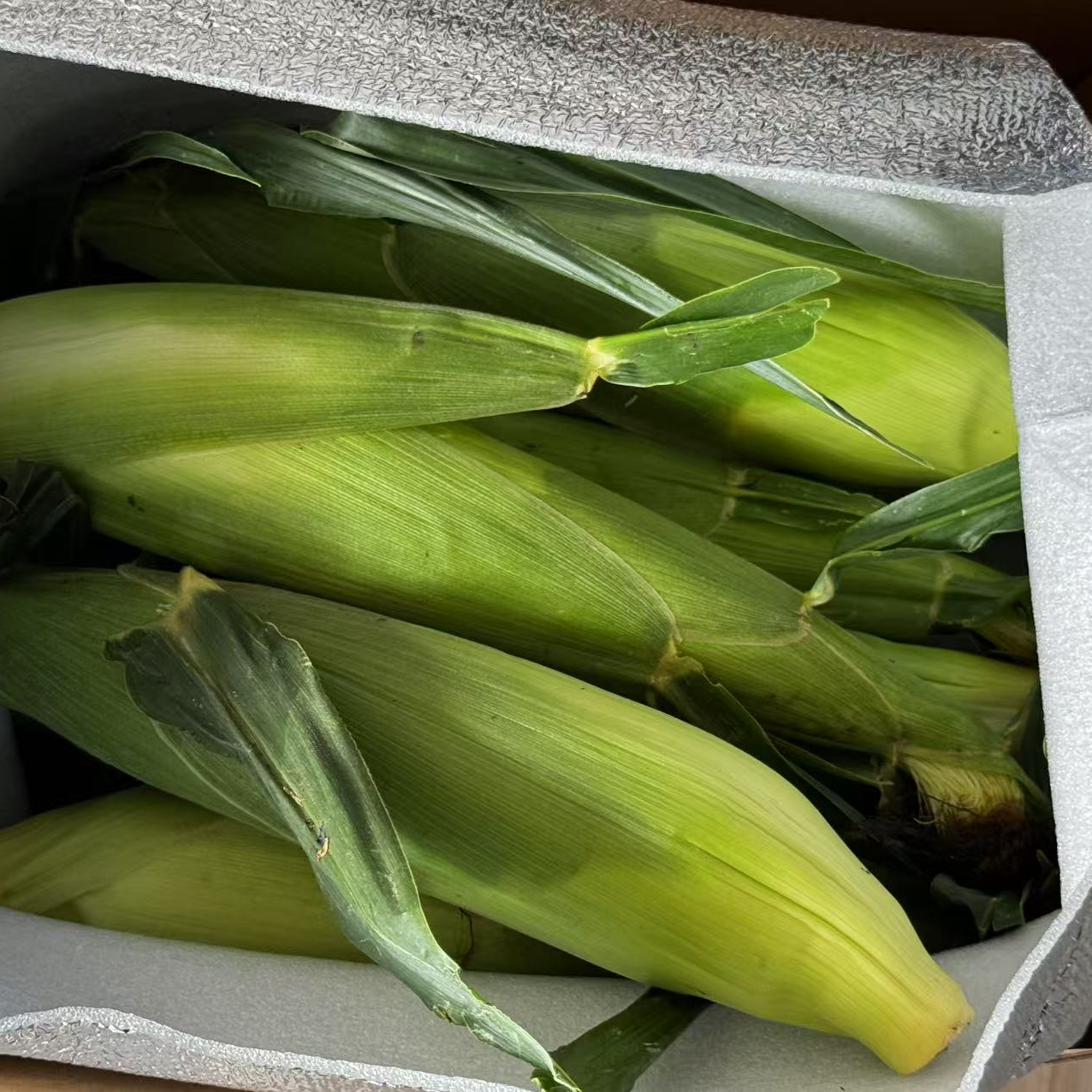 7401号水果玉米 糯甜玉米【尚田农业】