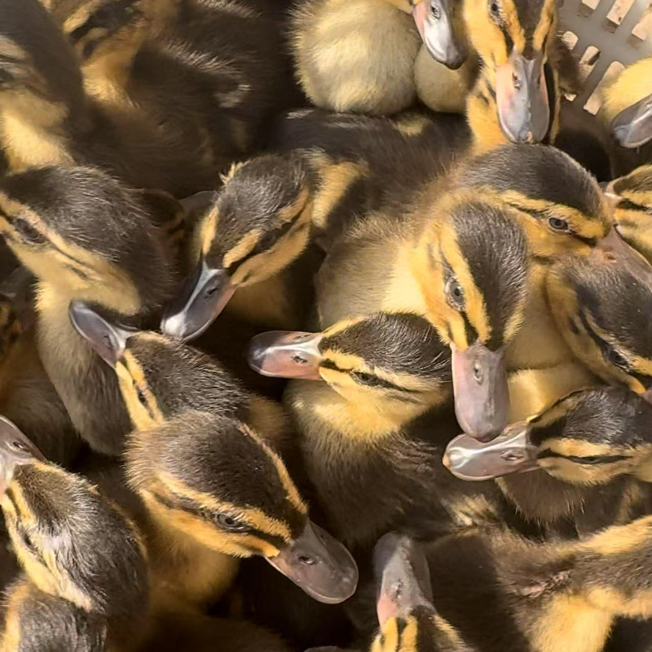 麻鸭绿壳鸭蛋半斤包邮