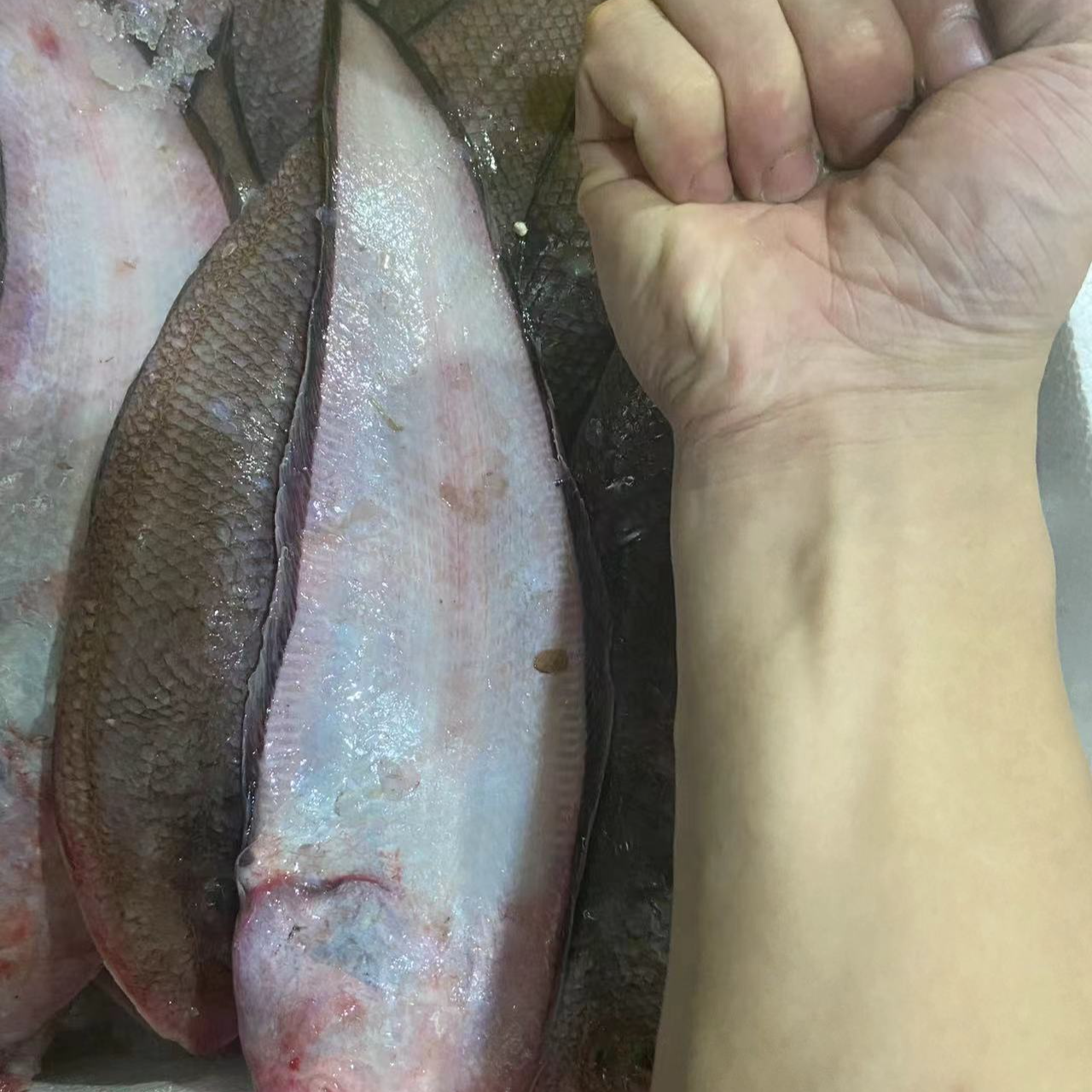 【鲜速达】细鳞海捕龙利鱼顺丰冷链运输4+1（5斤） 炸鱼