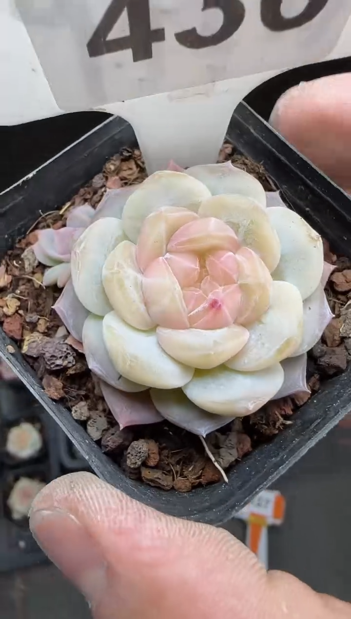 【闪购商品】一物一拍0216—436