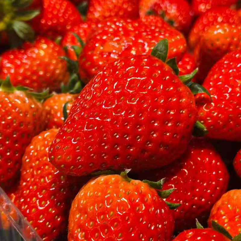 【丹东九九草莓】新鲜采摘辽宁马家岗丹东99大草莓辽宁省