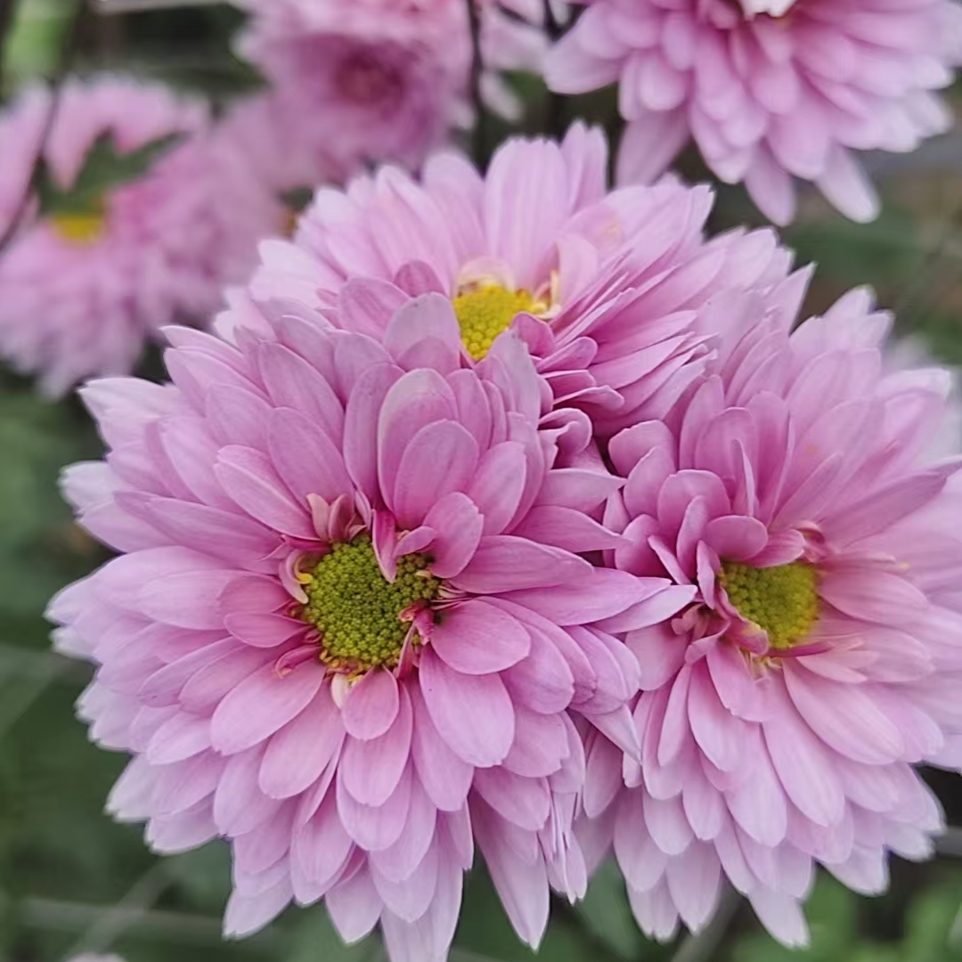 【多德鲜花】彩菊当日现摘发货菊花鲜花