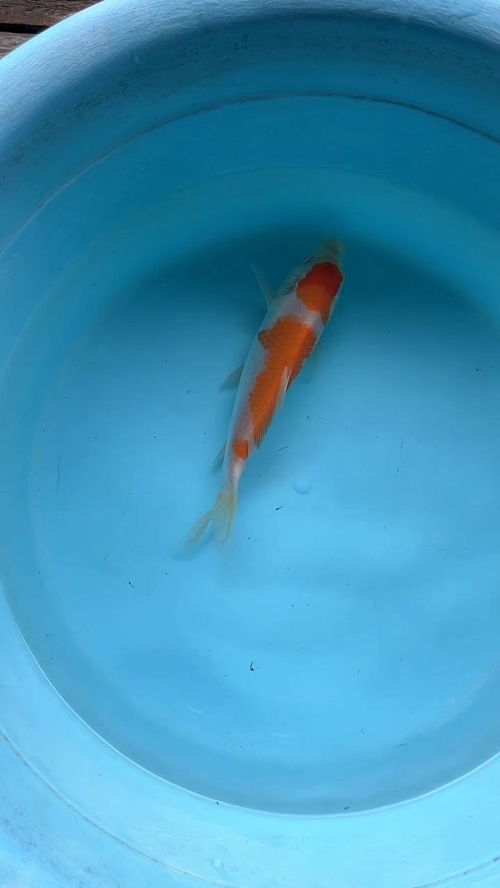 锦鲤精品锦鲤观赏鱼A级