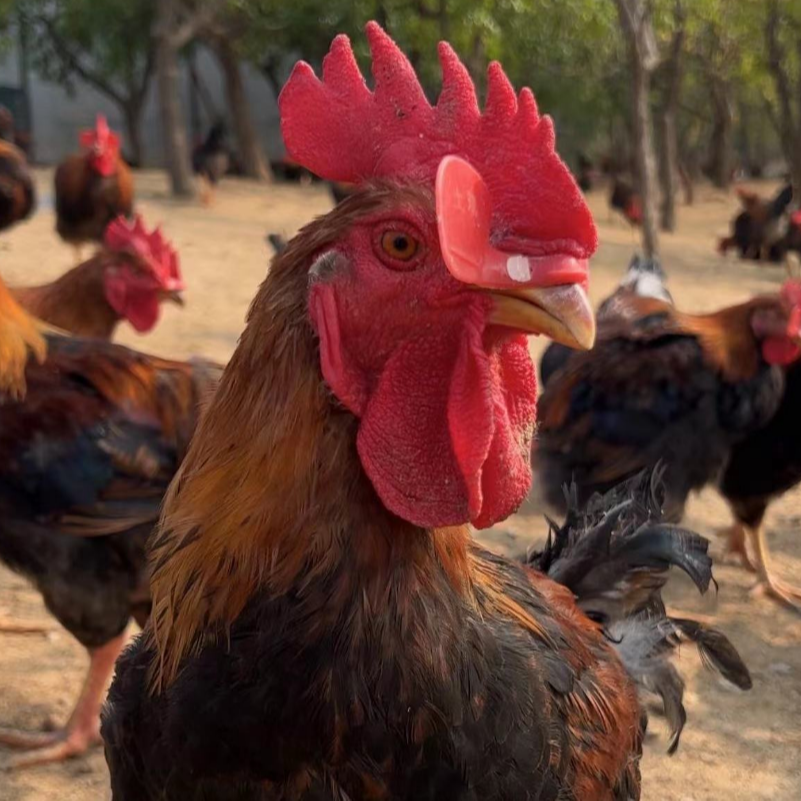 【顺丰】东北散养大公鸡林养红瑶新鲜宰杀带内脏全鸡