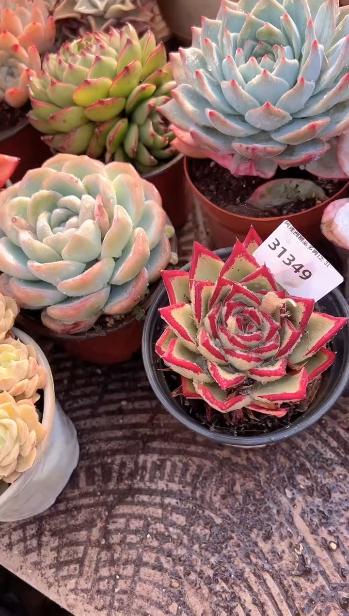 夏*多肉植物一物一拍31349