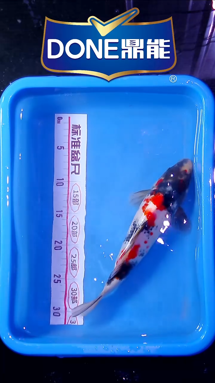 锦鲤直播间菁选 对版发货 11号