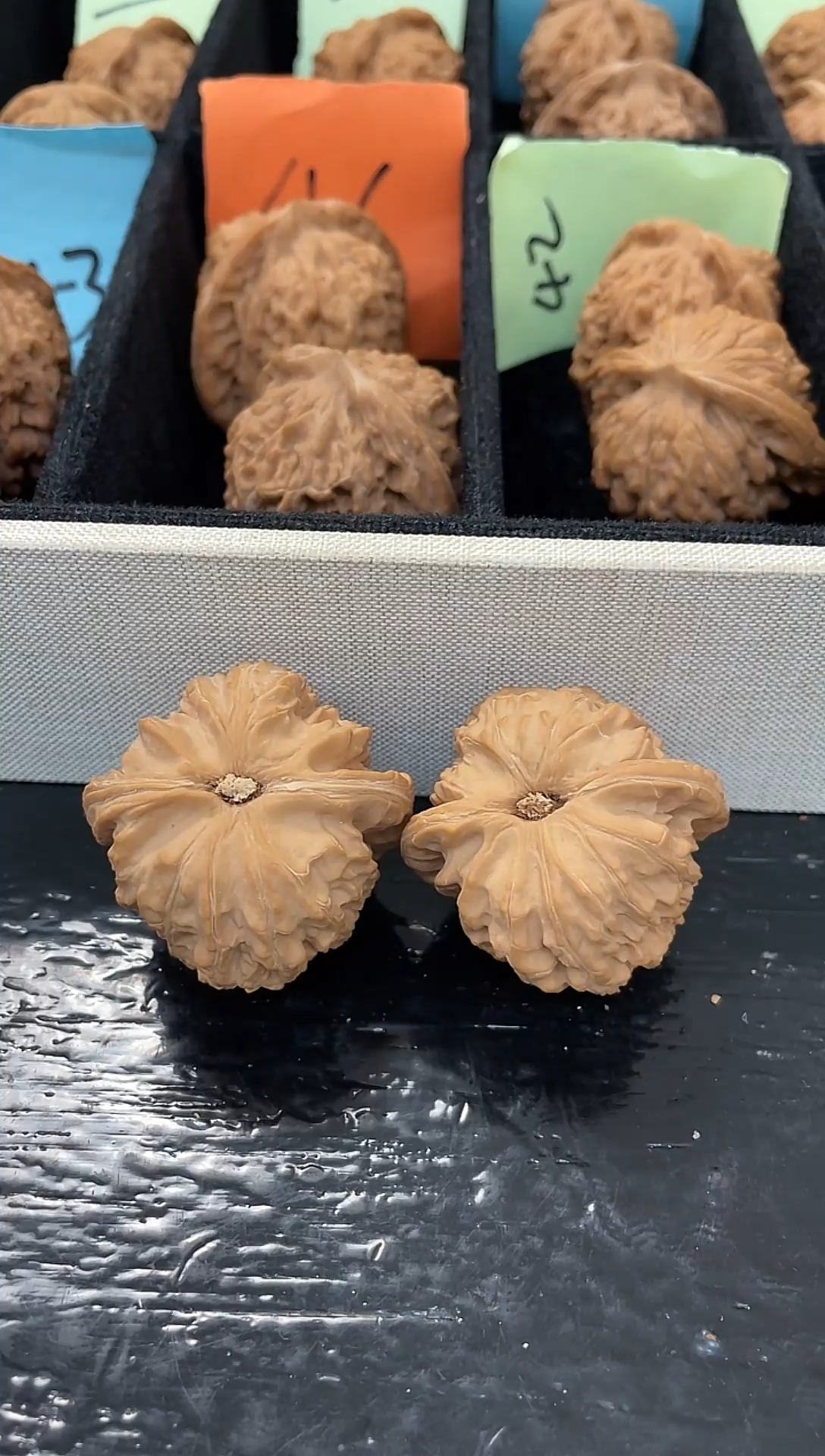 把件文玩核桃养**羊文玩核桃白狮子手把件