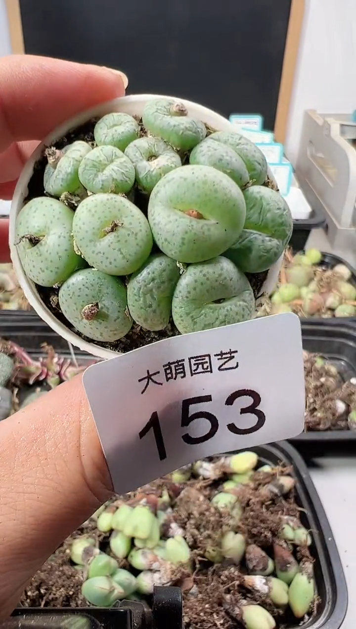 【闪购商品】++++153