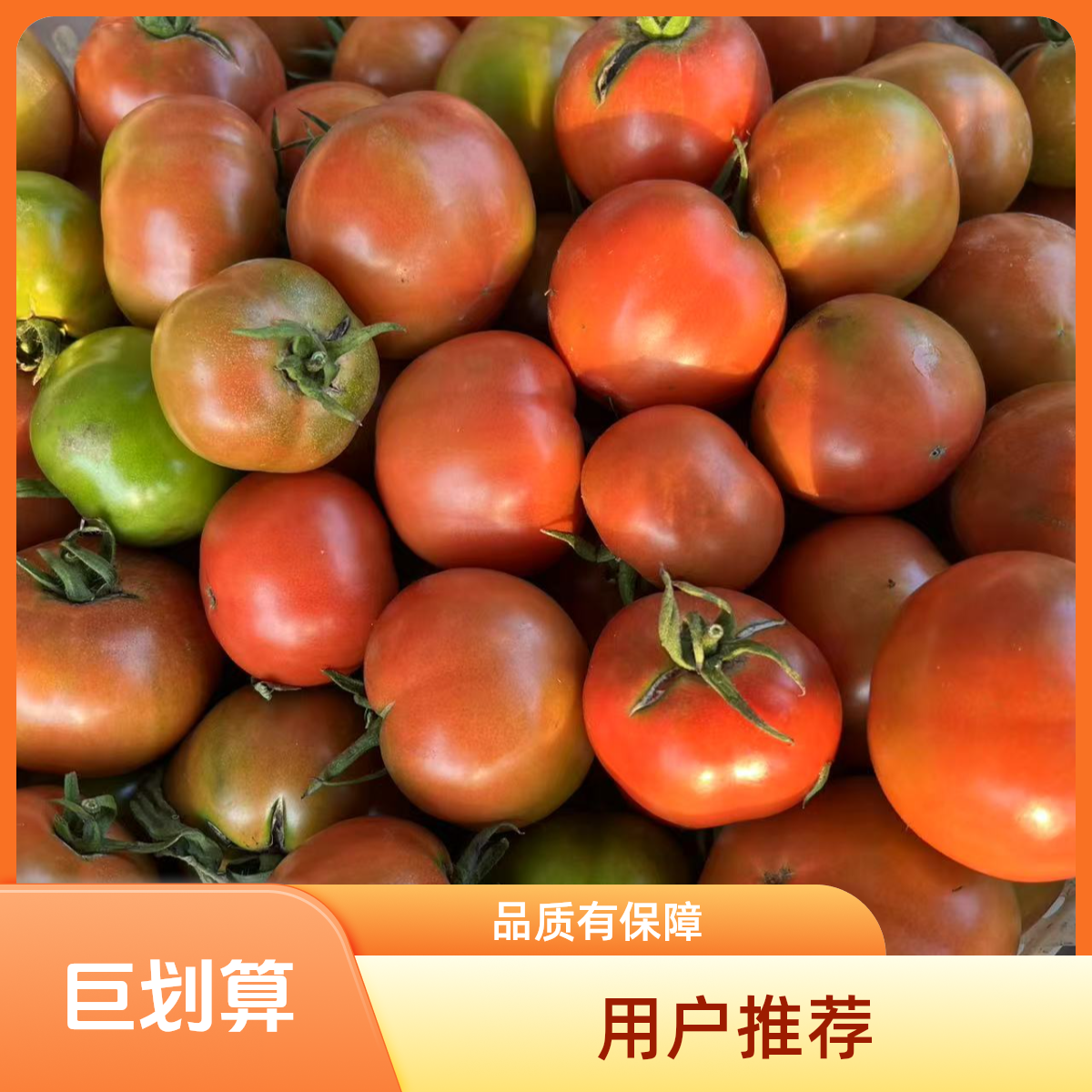 【笑扬农场】天津本地铁皮草莓西红柿现摘先发天津市