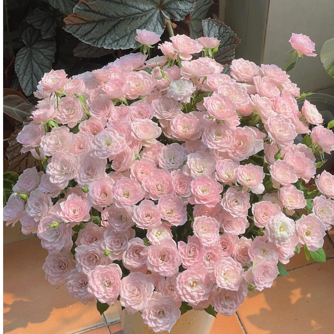 完美甜蜜【高级多头】微型花，该品不耐运输，请凑单升级快递保护花花