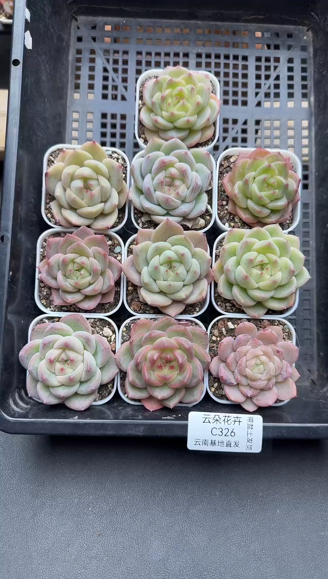 珍妮杂交多肉C326