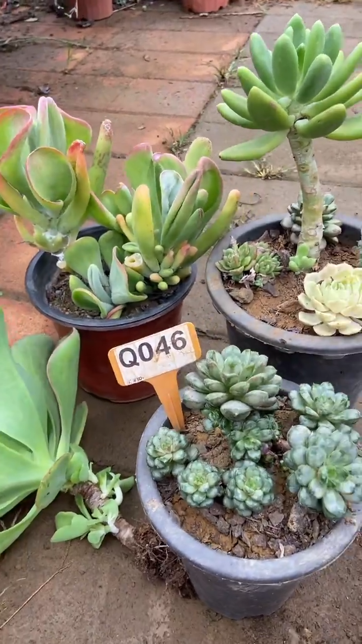 Q046多肉组合默认脱土发货