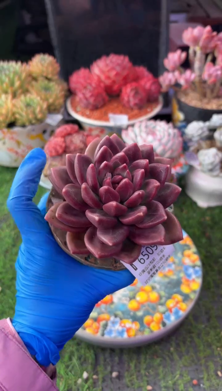 昆明印象多肉6509