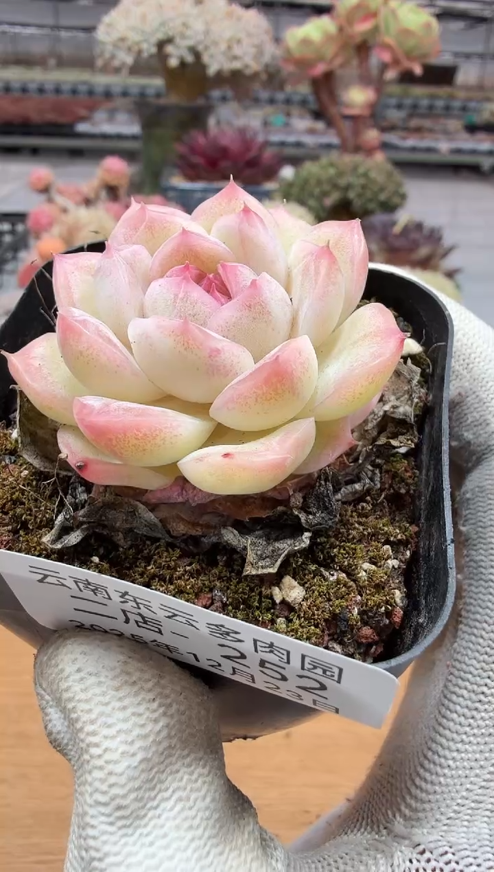 东云多肉园二店-252