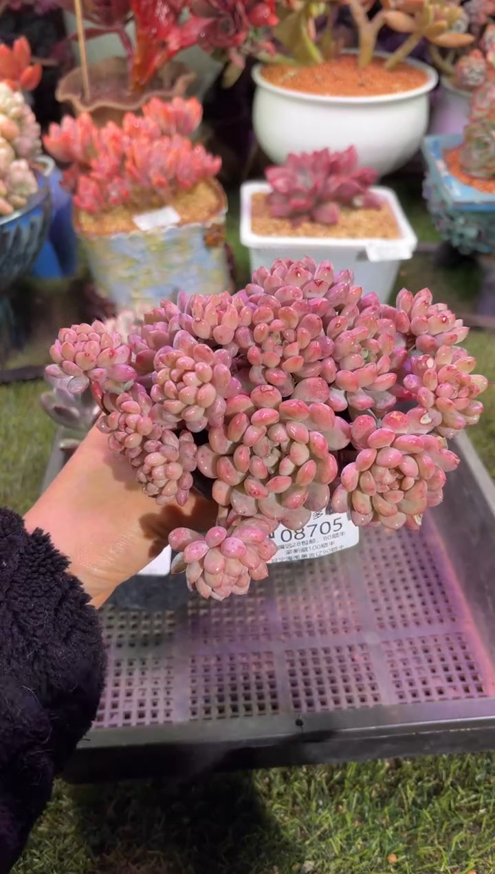 【闪购商品】08705