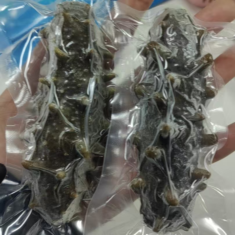 精选鲜食海参  二斤  顺丰包邮