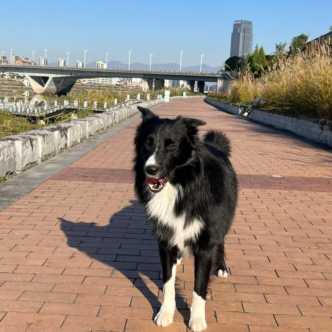 黑色边牧幼犬宠物活体