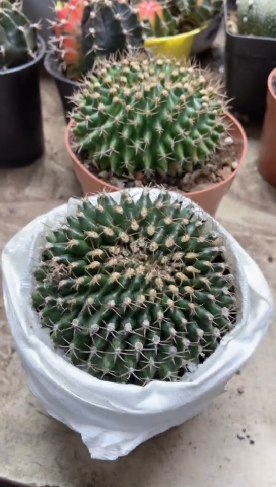 翠晃冠仙人球一物一拍