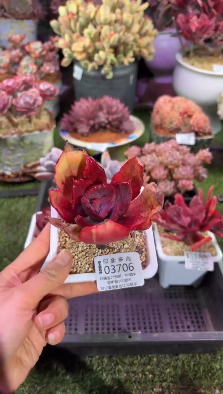 【闪购商品】03706