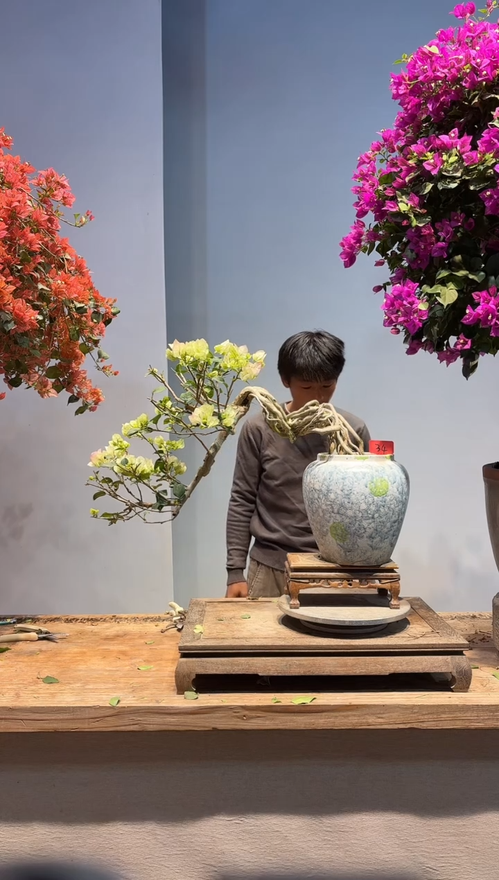 以实际为准1*3三角梅34