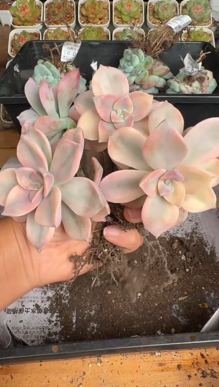 052c带盆土发(6.5cm杯）一物一拍 紫乐锦 3颗