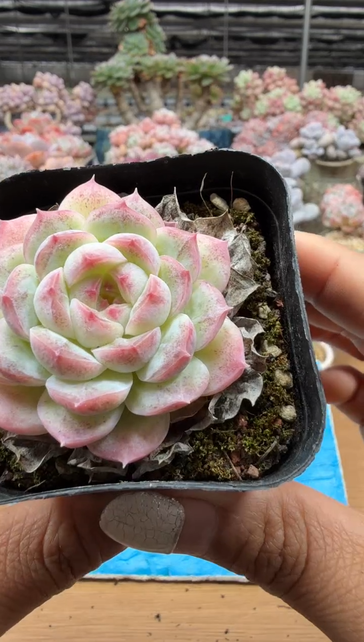 东云多肉园二店-55