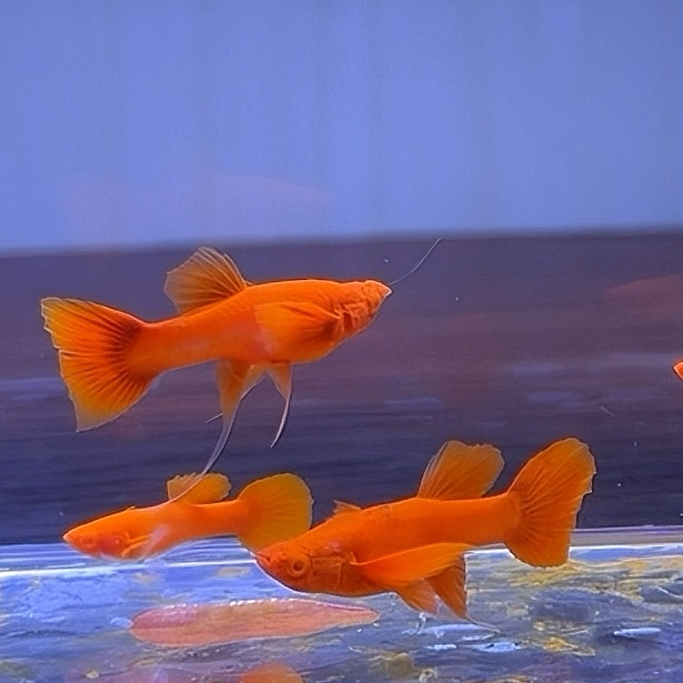 原线双分水火麒麟缎带