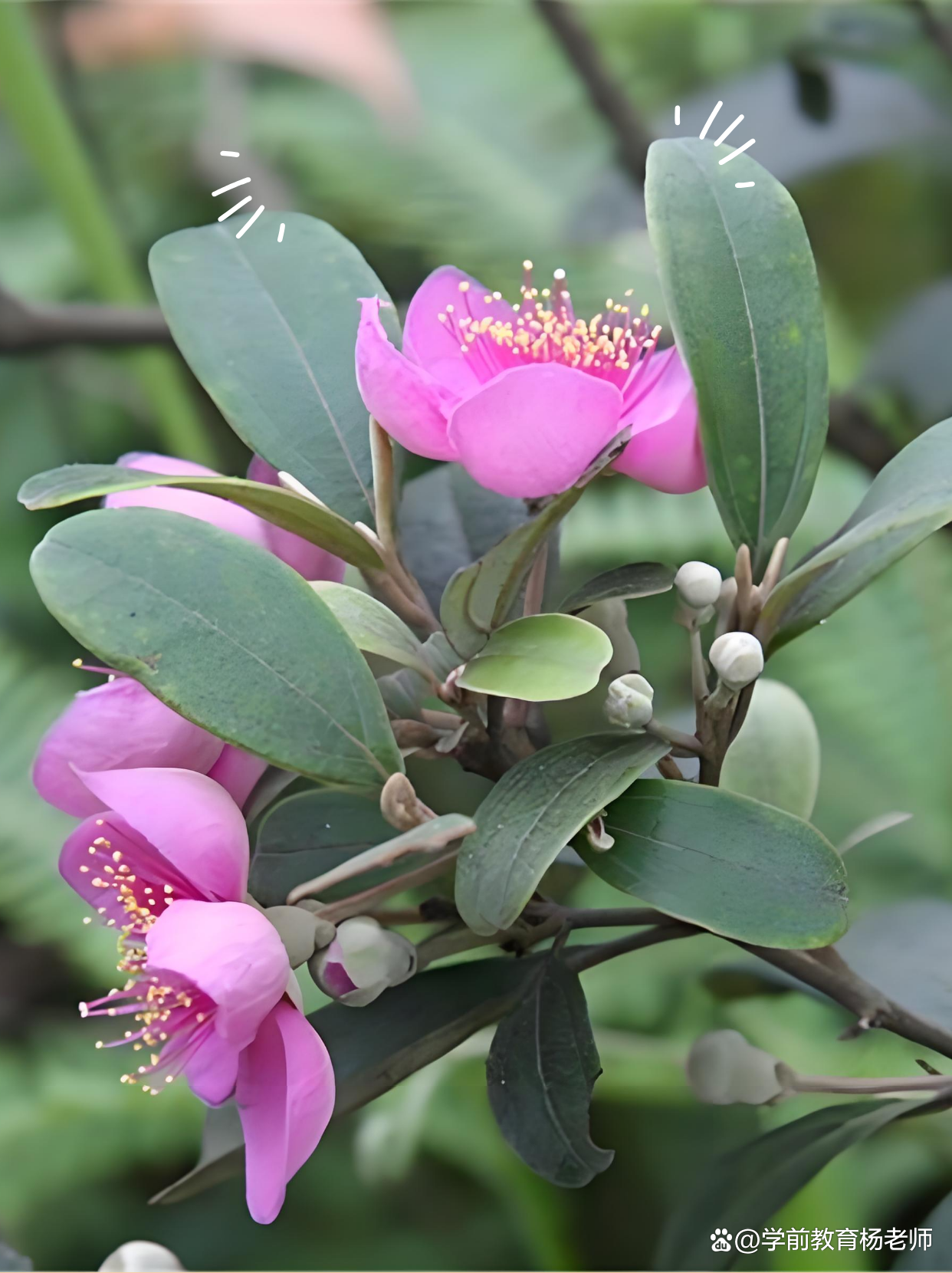 直播间桃金娘中小苗老桩观赏盆景一物一拍（私自拍不发货）