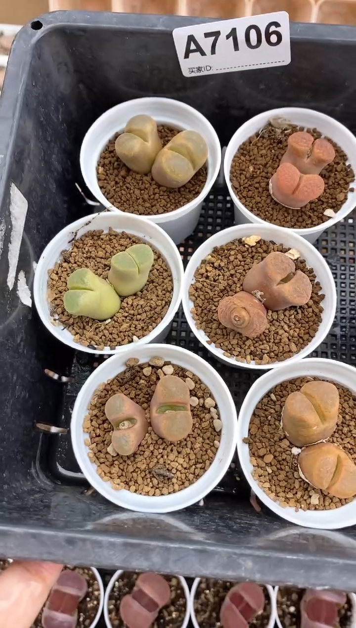 【闪购商品】KO一筐