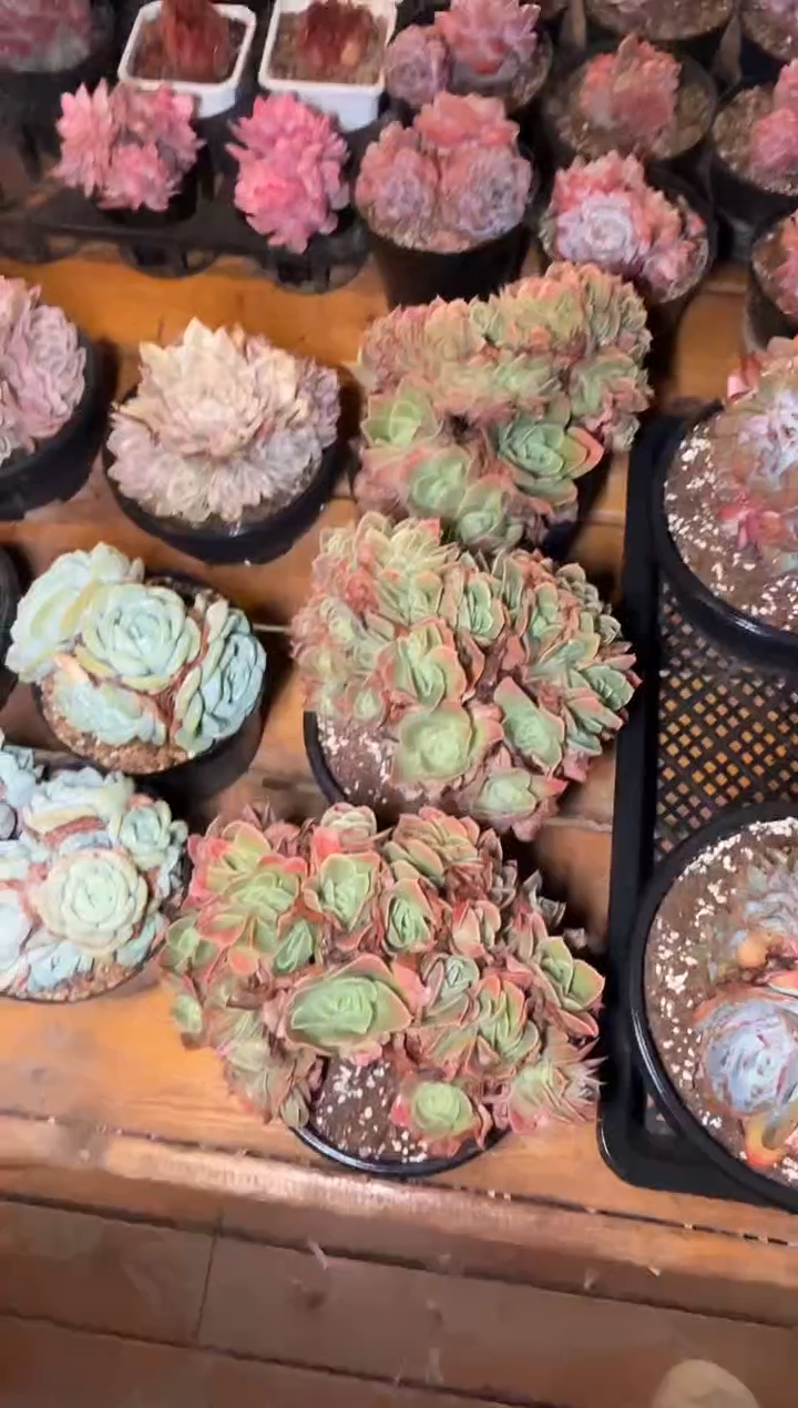 12月19日160#晚星娜塔大群（16-18cm）脱土