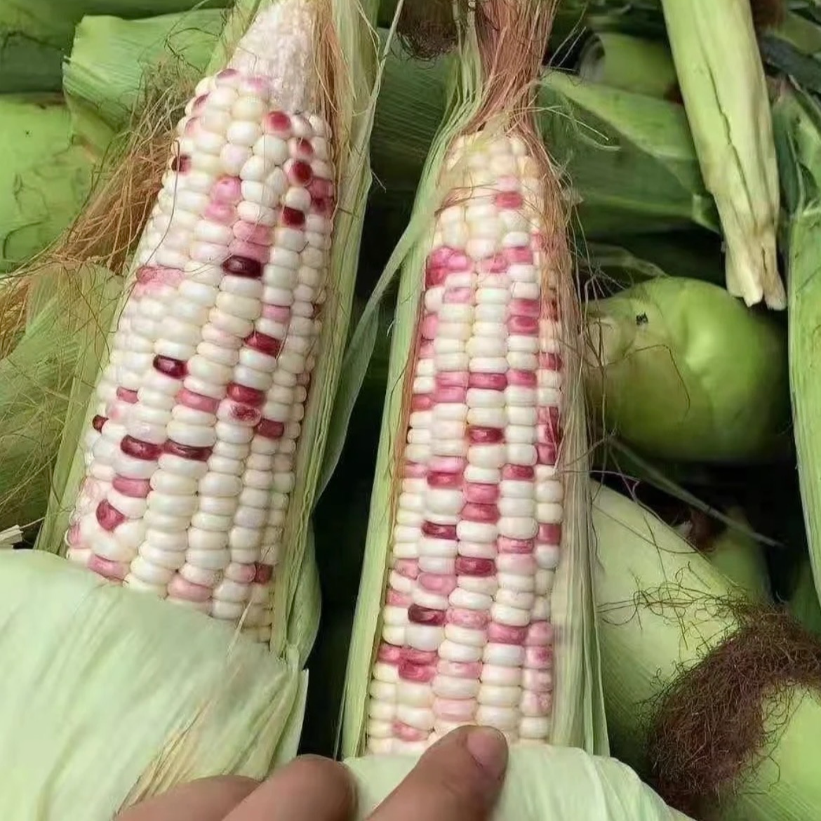【新鲜糯玉米】新鲜糯玉米香甜软糯新鲜采摘无渣玉米3斤装包邮上门