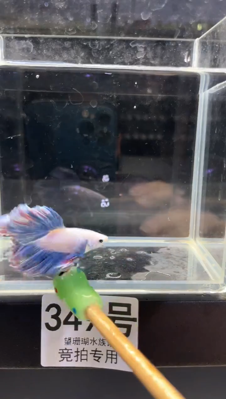 斗鱼泰国斗鱼竞拍349