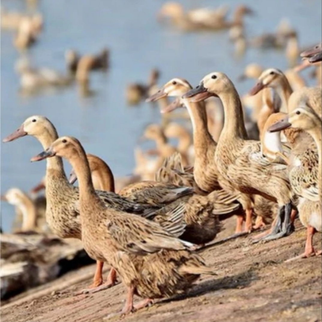 金锭鸭高产蛋好喂好养到手35只（活的顺丰包邮）