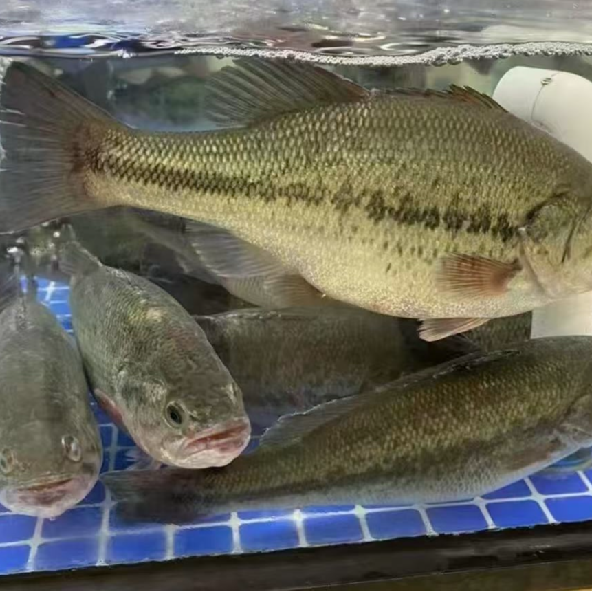 湖北荆州  淡水鲈鱼