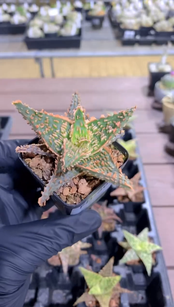 【闪购商品】园艺芦荟FB-3064