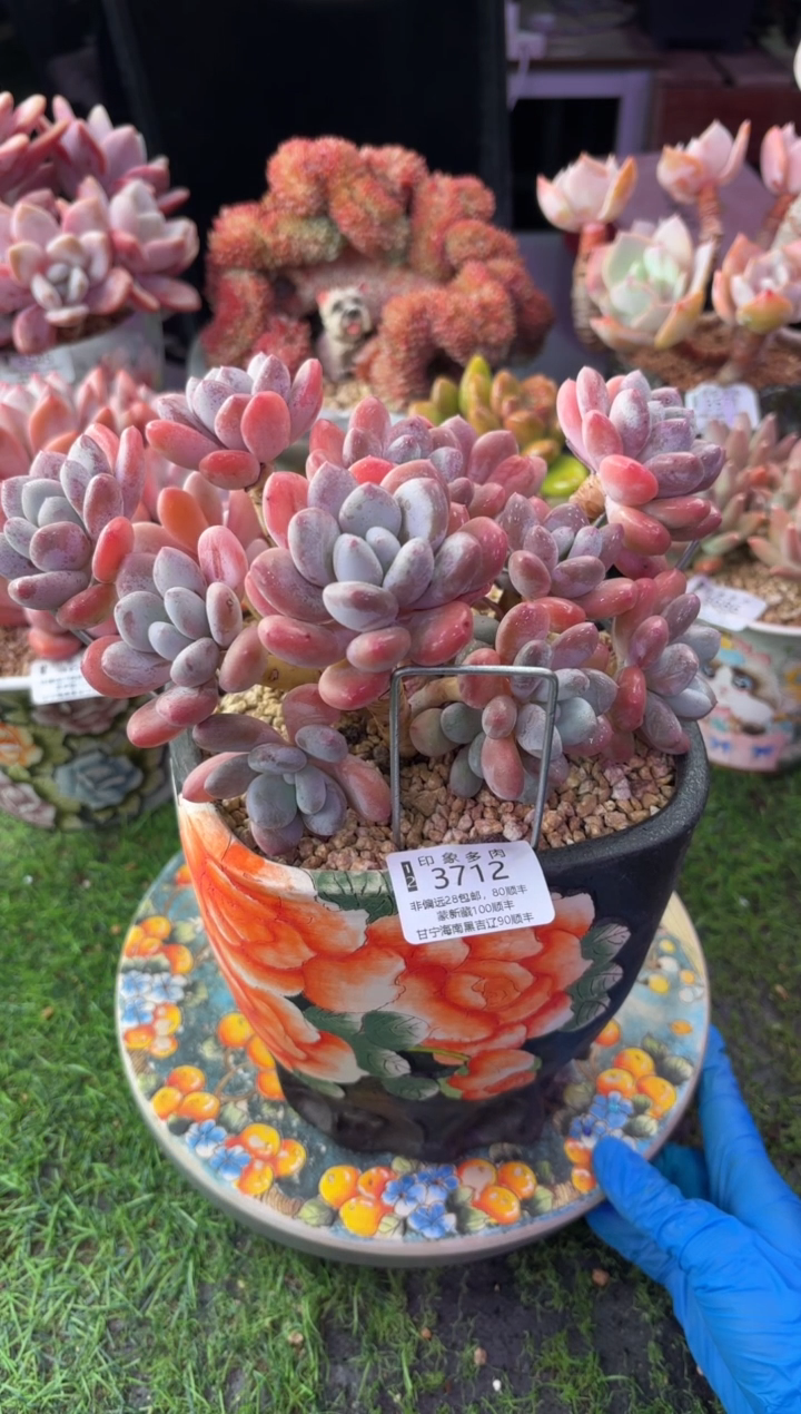 昆明印象多肉3712