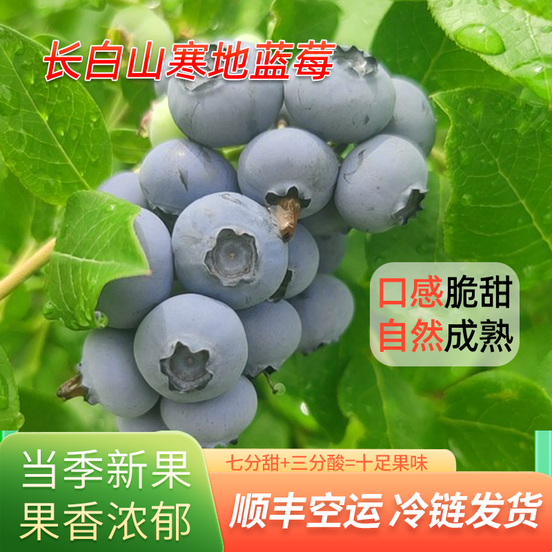 【脆甜多汁】长白山寒地头茬蓝莓，现采现发，产地直发，顺丰冷链包邮